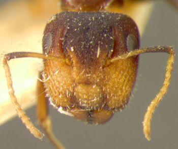 Media type: image;   Entomology 21548 Aspect: head frontal view